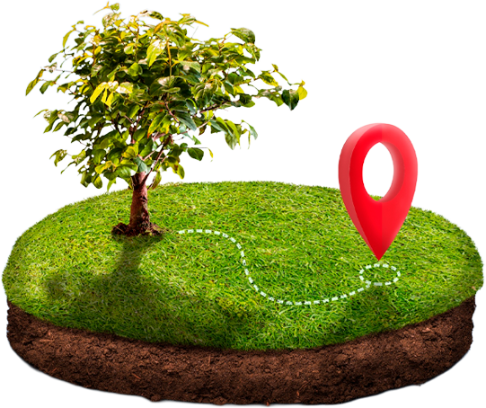 valle-de-edzna-certeza-legal-arbol